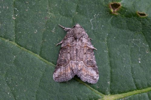 Bryophila sp.